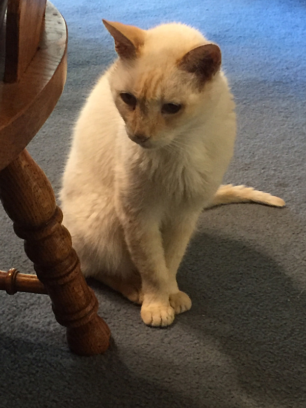 Marvin Sitting