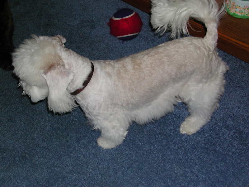 Monty groomed