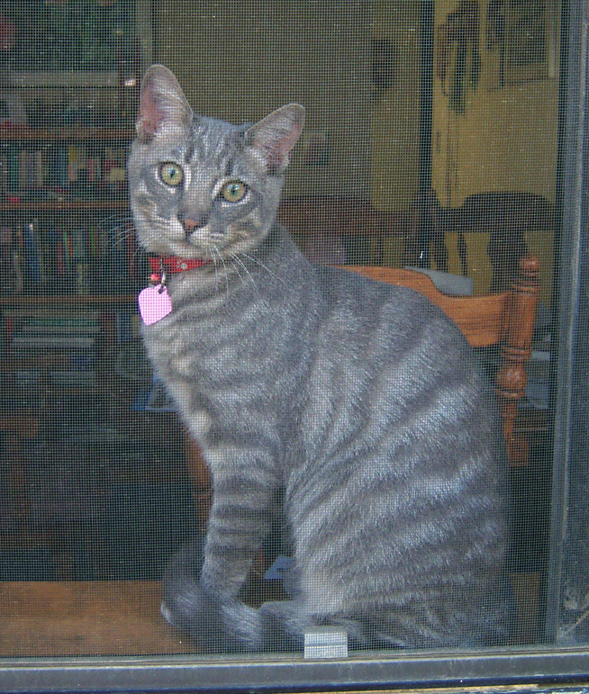 Simon